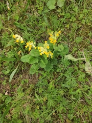 Primula veris