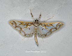 Polythlipta