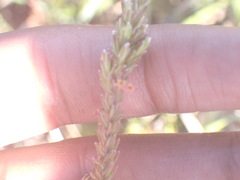 Struthiola parviflora