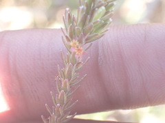 Struthiola parviflora