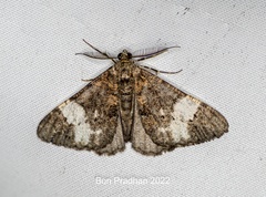 Alcis albifera