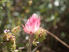 Achyranthemum affine