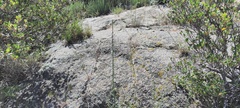 Sairocarpus coulterianus