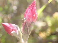 Achyranthemum affine