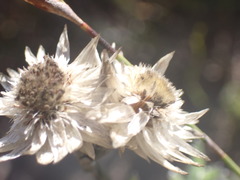 Achyranthemum affine