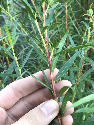 Image of Empleurum unicapsulare by (c) Ren Hoekstra, some rights reserved (CC BY)
