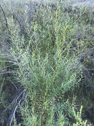 Image of Empleurum unicapsulare by (c) Ren Hoekstra, some rights reserved (CC BY)