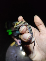 Cyrtodactylus astrum