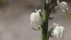 Sairocarpus coulterianus