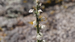 Sairocarpus coulterianus