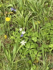 Anemonoides nemorosa