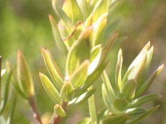 Gnidia styphelioides