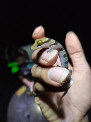 Cyrtodactylus astrum