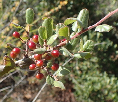 Rhamnus pilosa