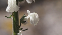 Sairocarpus coulterianus