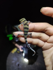 Cyrtodactylus astrum