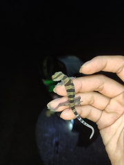 Cyrtodactylus astrum