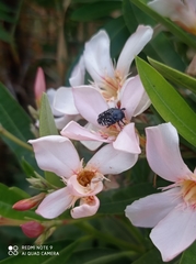 Oxythyrea noemi