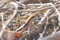 Sceloporus siniferus