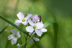 Andrena labiata