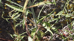 Sairocarpus coulterianus
