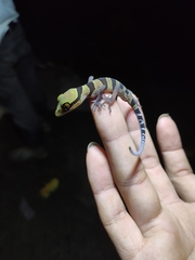 Cyrtodactylus astrum