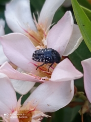 Oxythyrea noemi