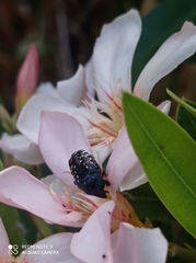 Oxythyrea noemi