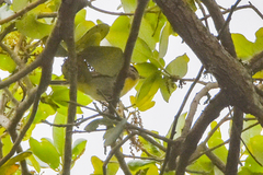 Vireo philadelphicus