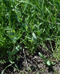Cerastium perfoliatum