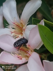 Oxythyrea noemi