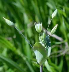Cerastium perfoliatum