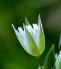 Cerastium perfoliatum