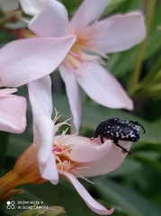 Oxythyrea noemi