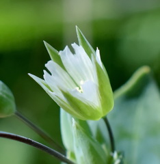 Cerastium perfoliatum