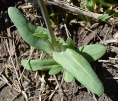 Cerastium perfoliatum
