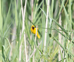 Ploceus xanthopterus