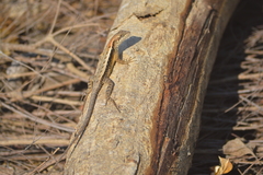 Sceloporus siniferus