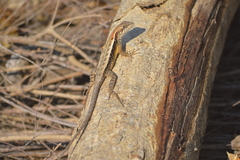 Sceloporus siniferus