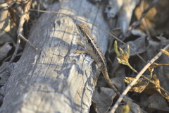 Sceloporus siniferus