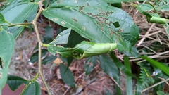 Agomadaranus pardaloides