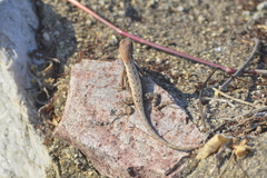 Sceloporus siniferus
