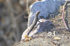 Sceloporus siniferus