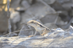 Sceloporus siniferus