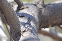 Urosaurus bicarinatus