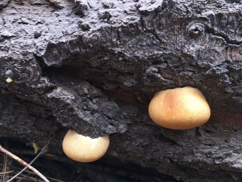 iNaturalist observation photo of Veiled Polypore