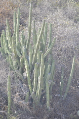 Myrtillocactus geometrizans