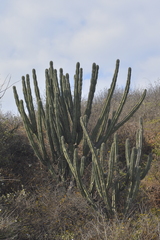 Myrtillocactus geometrizans
