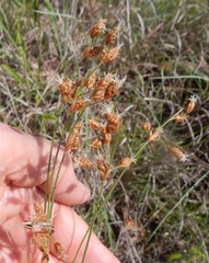 Fimbristylis puberula