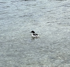 Mergus merganser